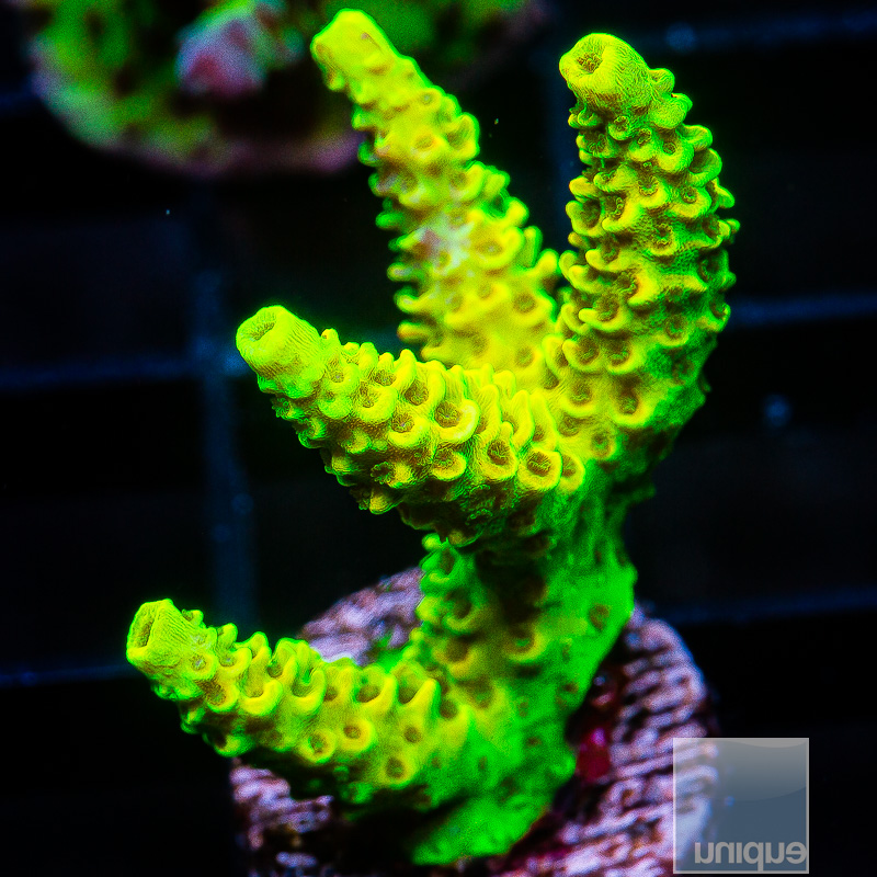 RRC Rainbow Splice Millepora all green 699 350.JPG