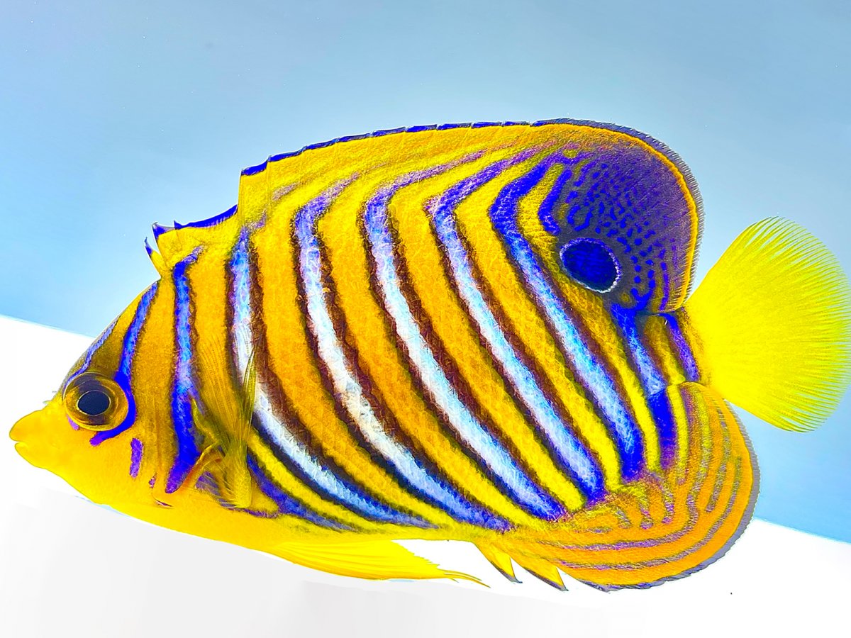 RS Regal Angelfish Unique Dorsal.jpg