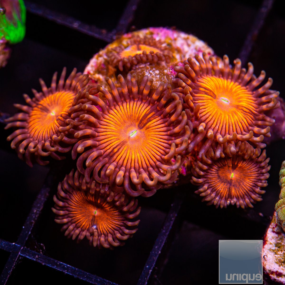 Rust Orange Zoanthid 69 36.JPG