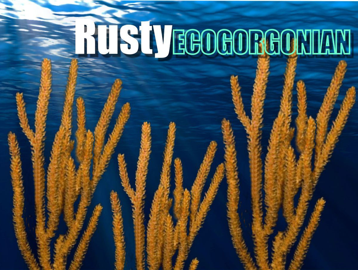 RustyGorgonian_bd6d1cd7-5e9e-485f-b78c-c783a2c721fe_1200x.jpg