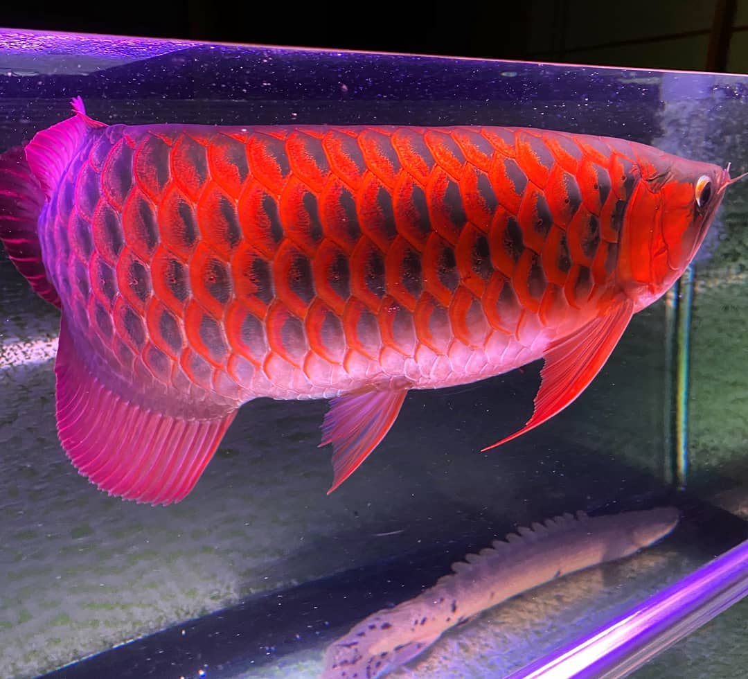 ryuarowana_94353903_112635530426336_3204308222281028972_n.jpg