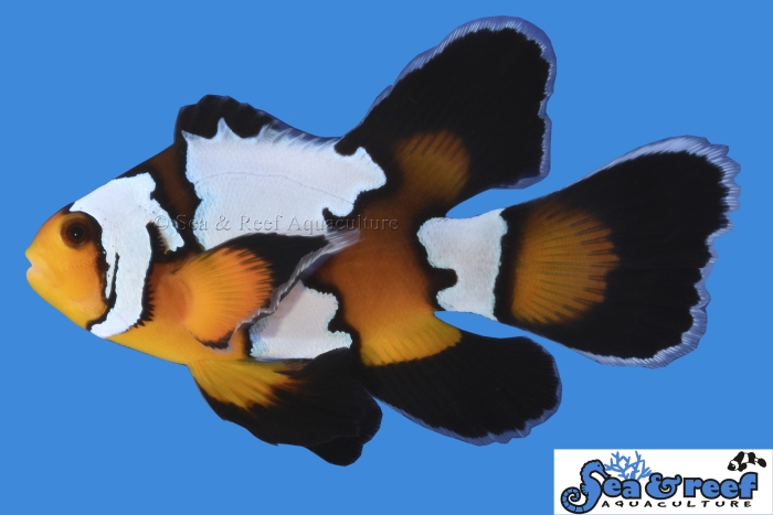 s&r_longfin_-black_ice_clownfish.jpg