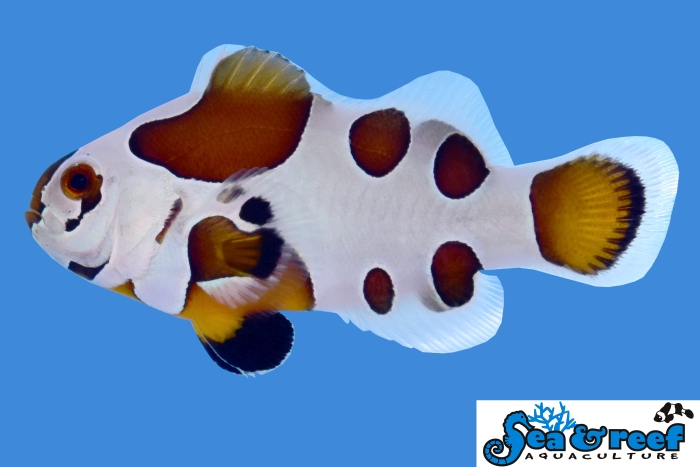 s&r_mocha_storm_clownfish-1.jpg