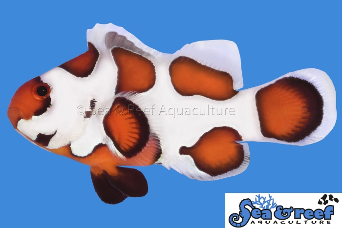 s&r_orange_storm_clownfish.jpg