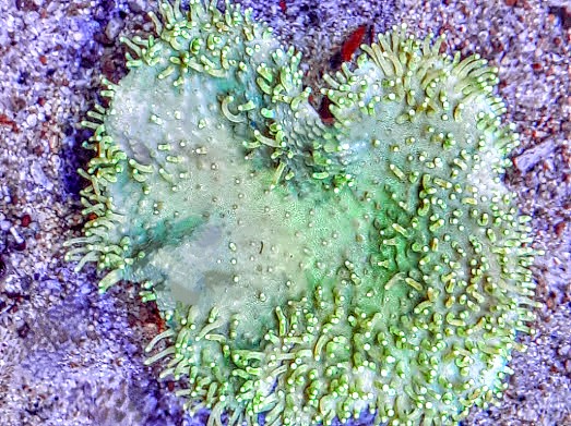 Sacrophyton hard thick-body (green) (1)~2.jpg