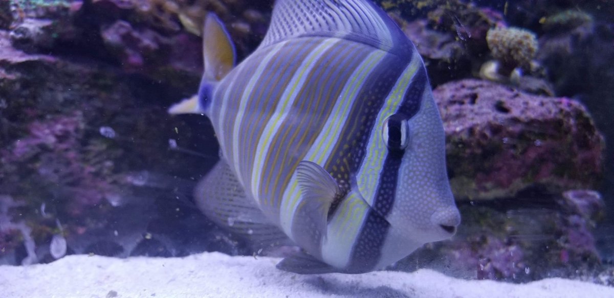 sailfin.jpg