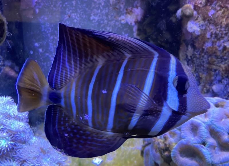 Sailfin.jpg