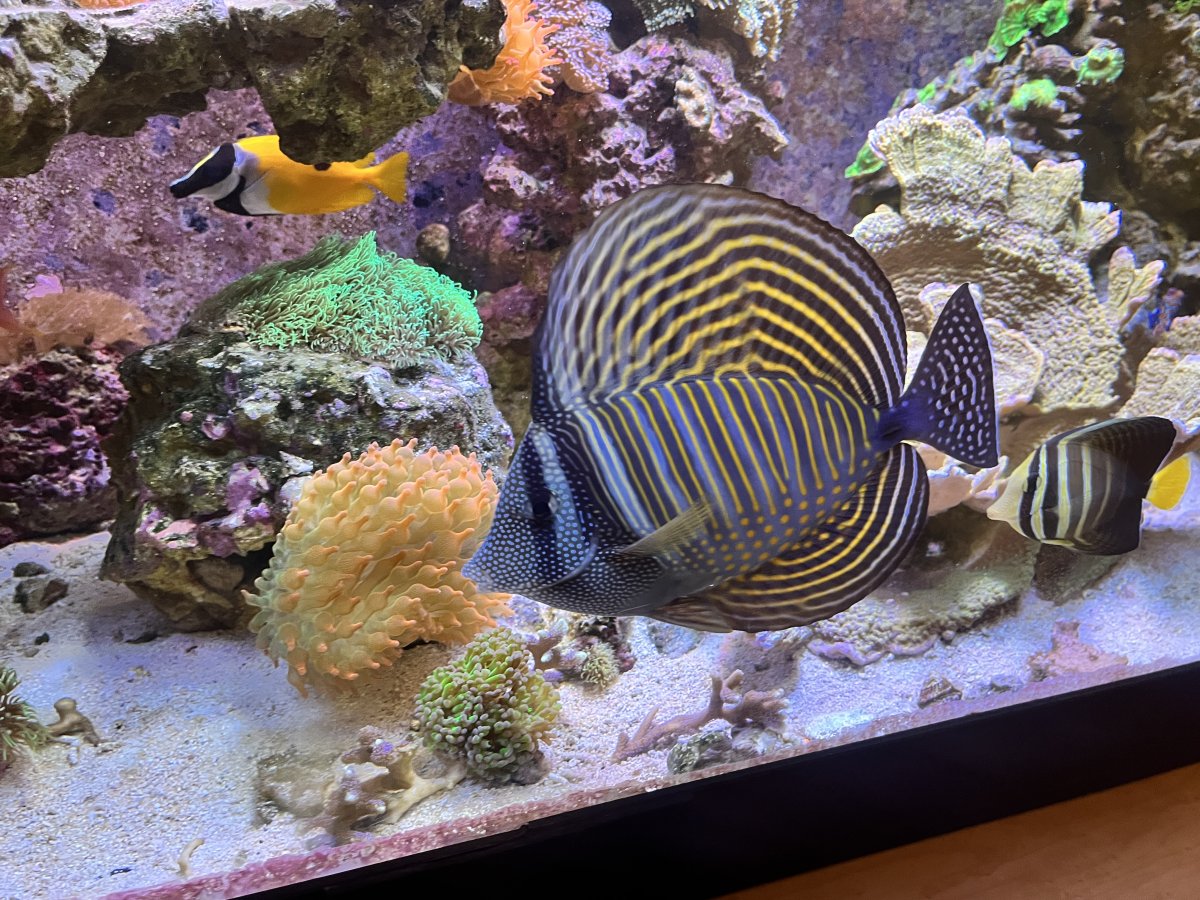 SailFin.JPG