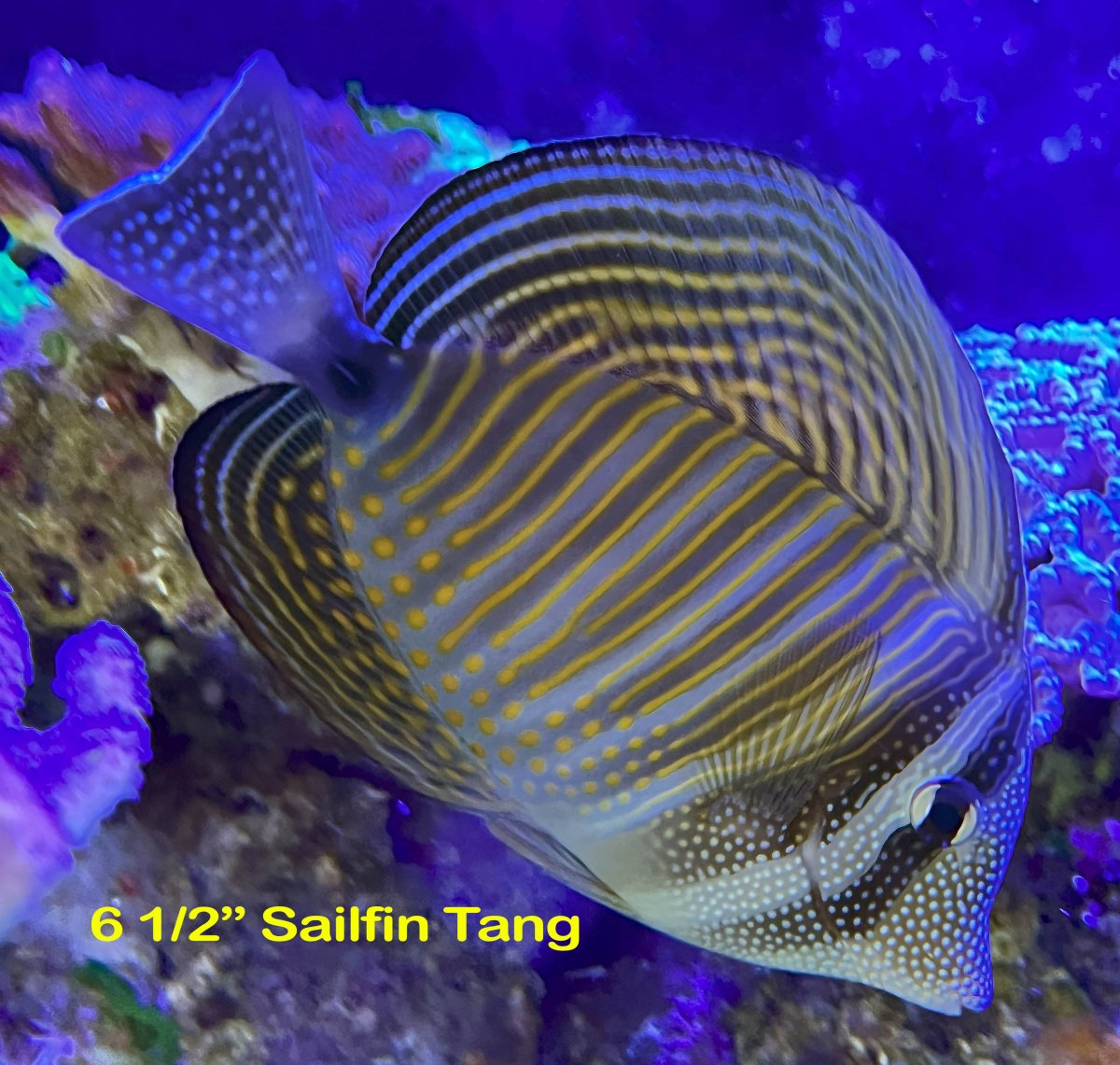 SailfinTang.jpg