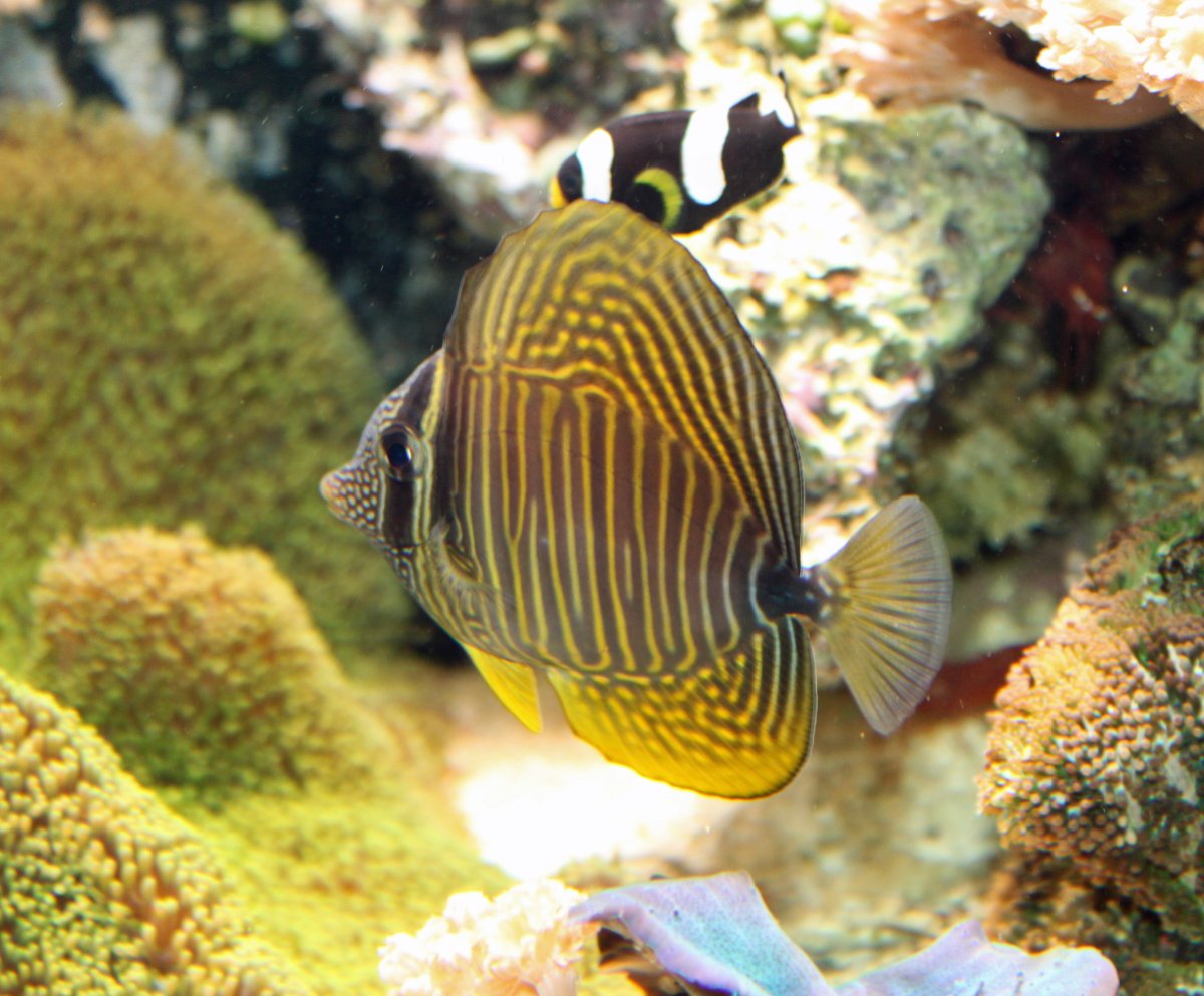 SailfinTang2009000001.jpg