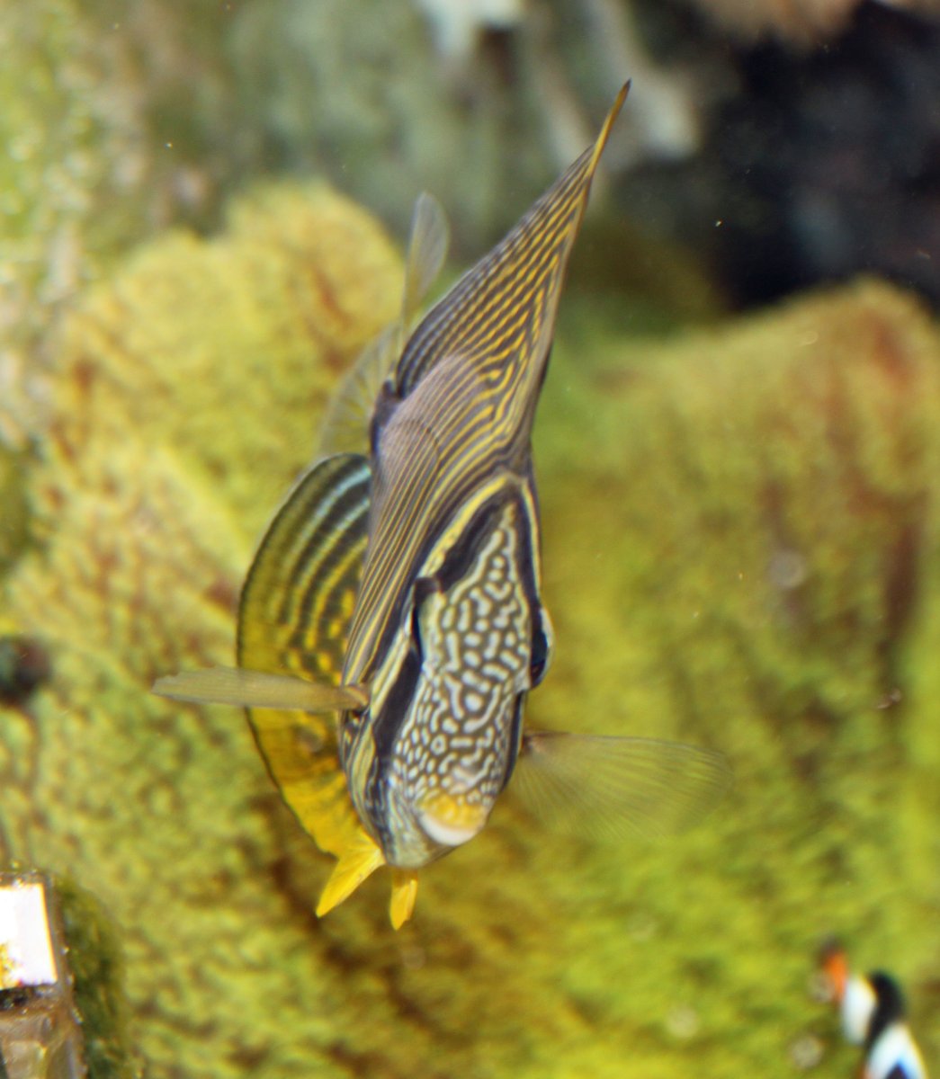 SailfinTang2009000003.jpg