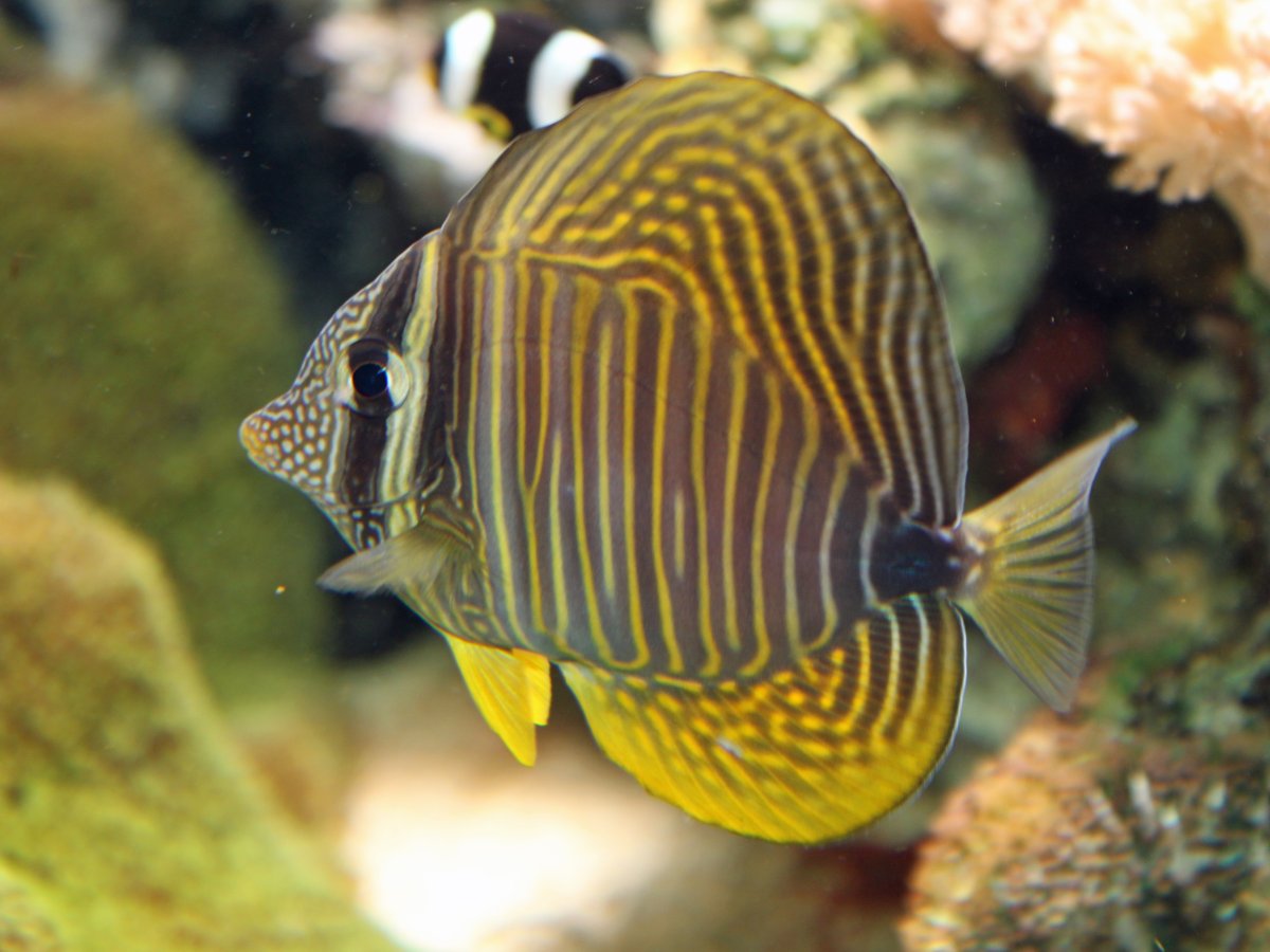 SailfinTang2009000004.jpg