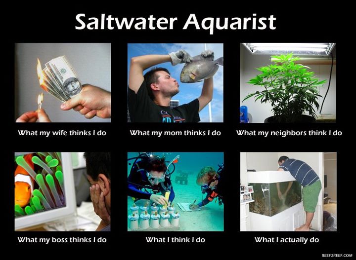 Saltwater-Aquarist-Meme.jpeg