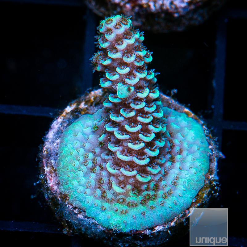 Sapphire Millepora 79 46.JPG