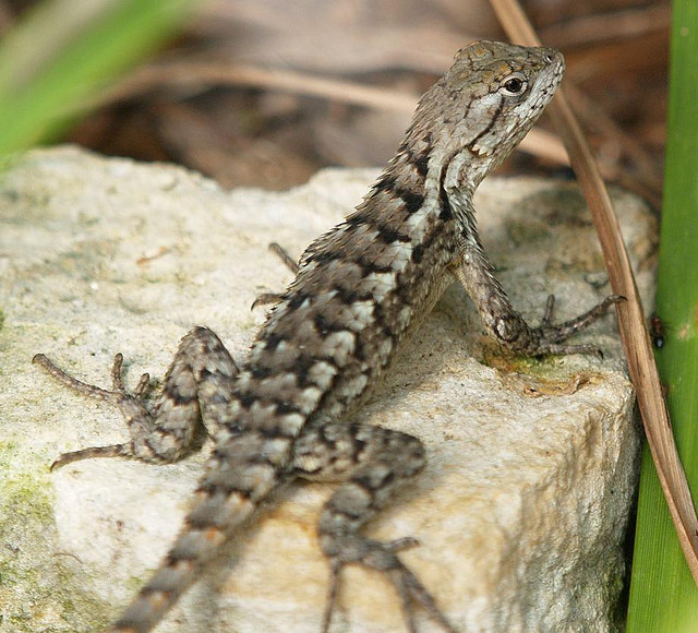 sceloporus-olivaceus_texas-spiny-lizard.jpeg