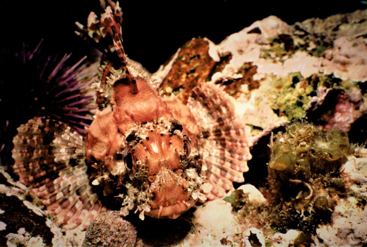 Scorpion Fish 2.JPG