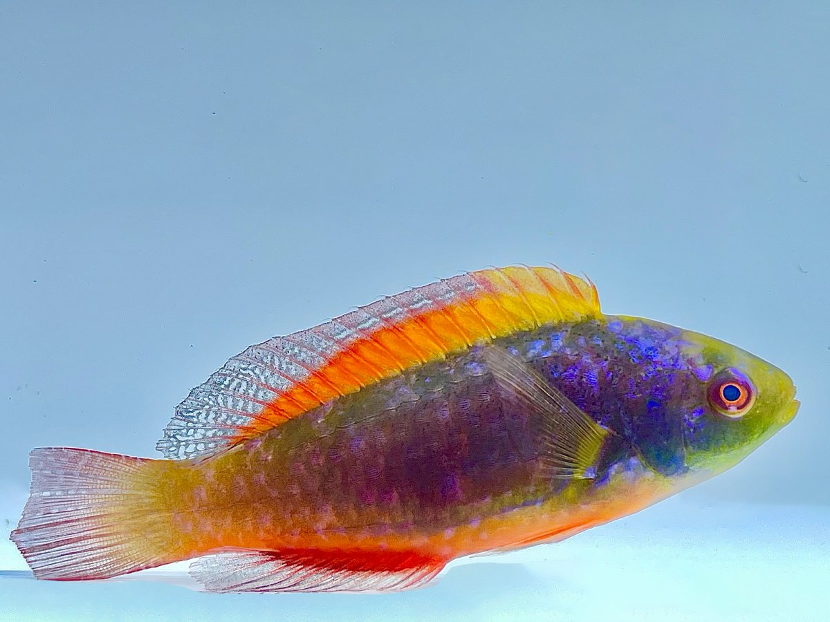 Scotts Wrasse Male.jpg