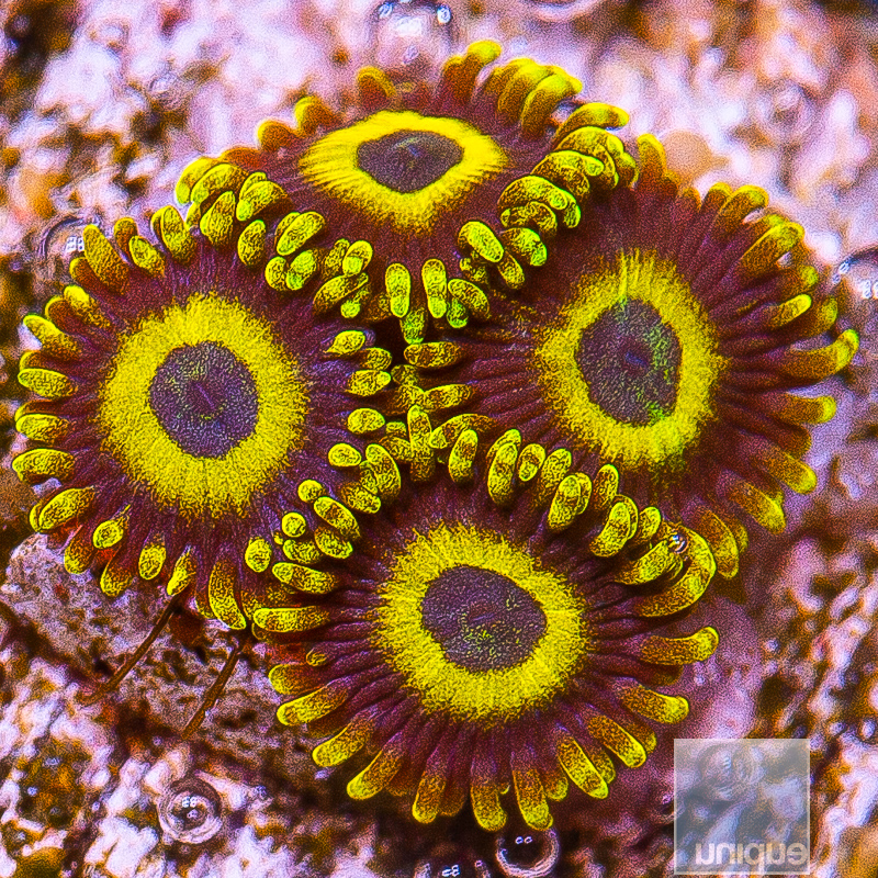 Scrambled Egg Zoanthid 25 12.JPG