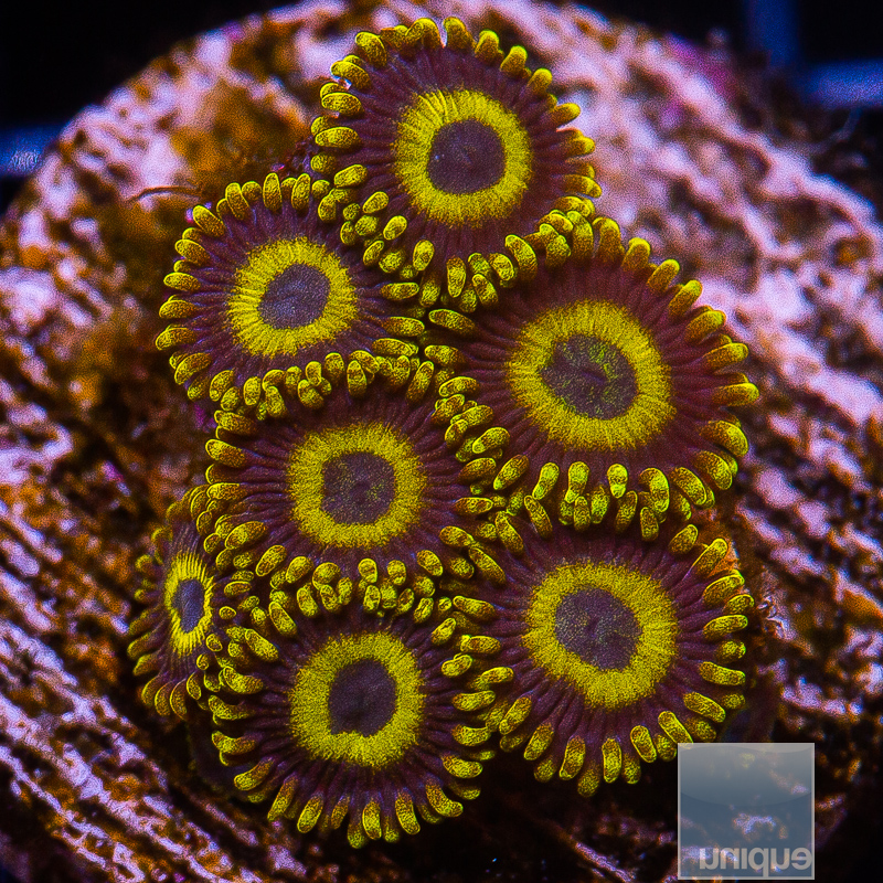 Scrambled Egg Zoanthid 69 36.JPG