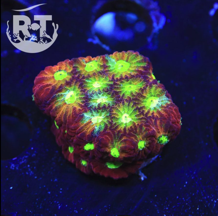 favia, favites, lps, wwc, world wide corals