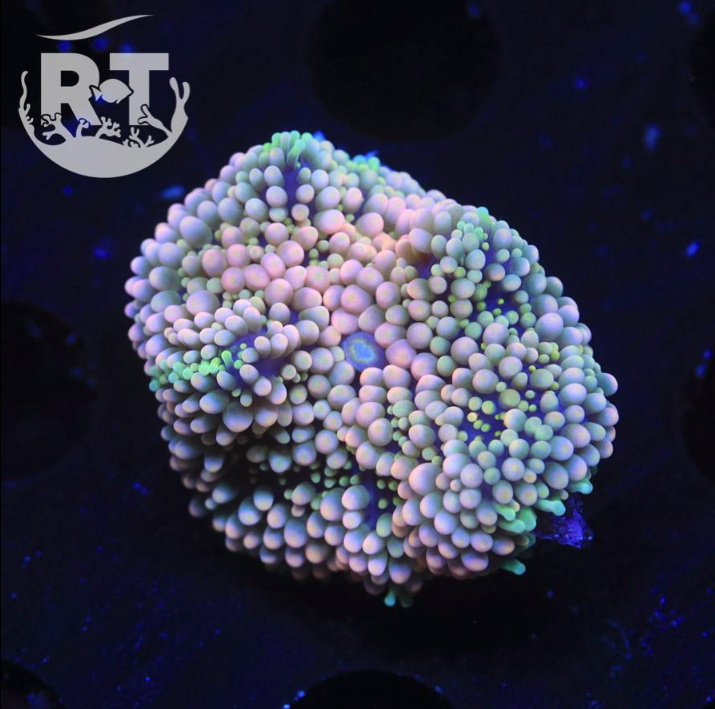 ricordea, mushroom, soft coral, live coral