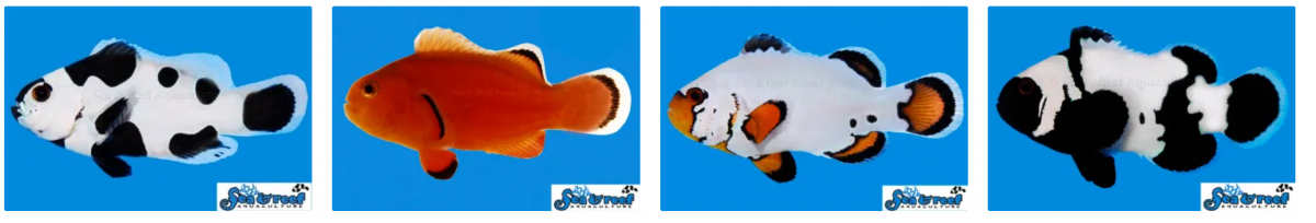 Screenshot 2021-07-13 at 10-32-42 Aquarium Care Center - Shop Our Online Aquarium Store.png