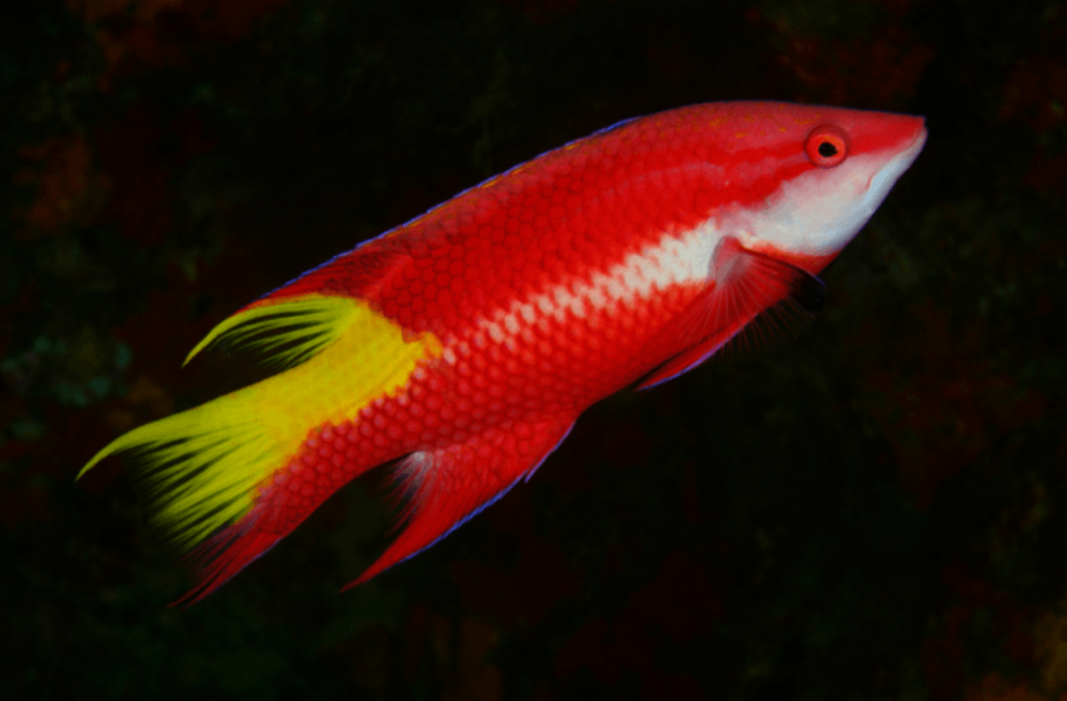 Screenshot 2021-09-30 at 14-48-18 Cuban Hogfish For Sale (Bodianus pulchellus) TOP Care facts ...png