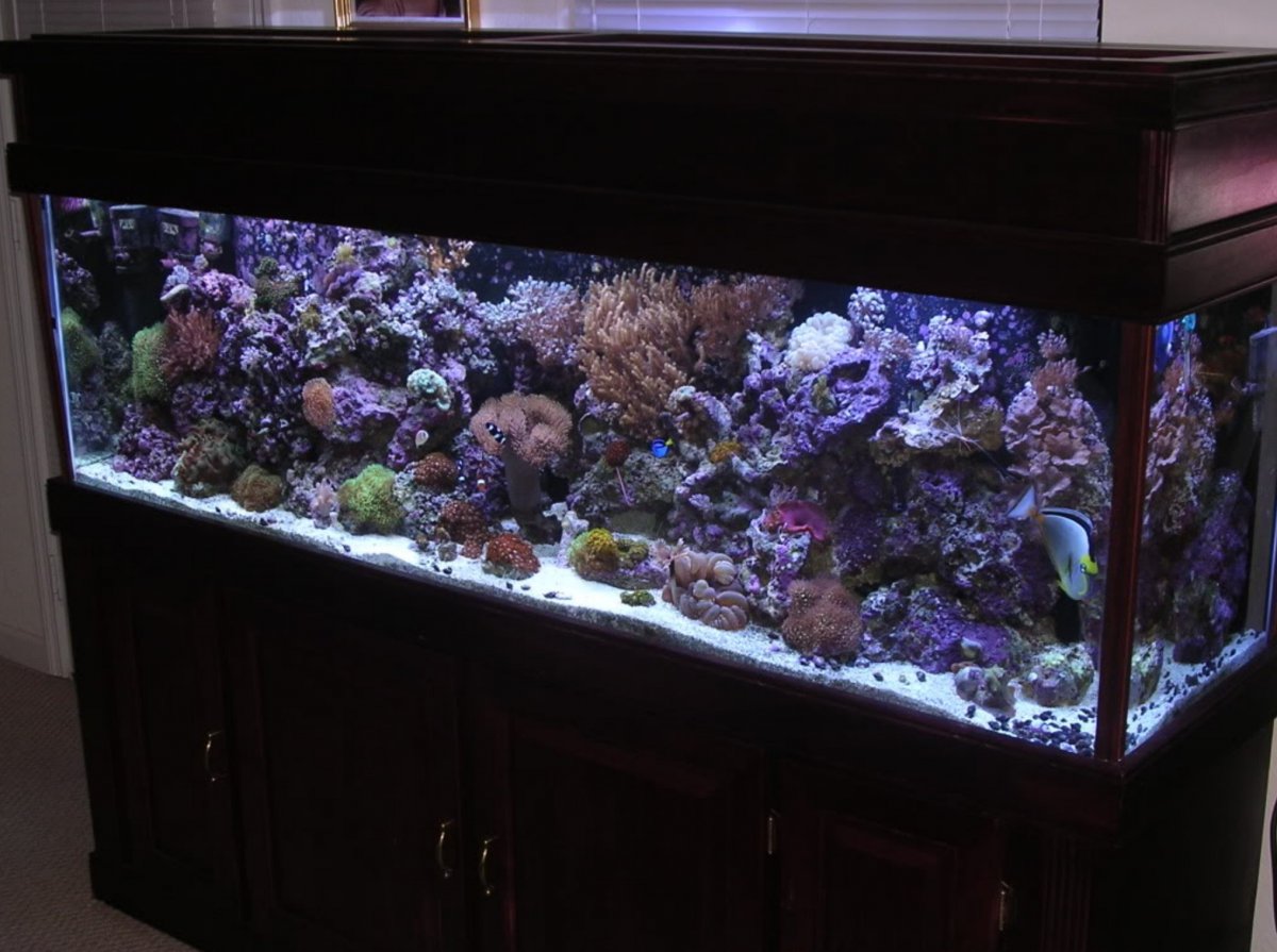 Screenshot_2020-01-08 Tank Disaster Coral Gone (PICS) - Aquarium Advice - Aquarium Forum Commu...jpg