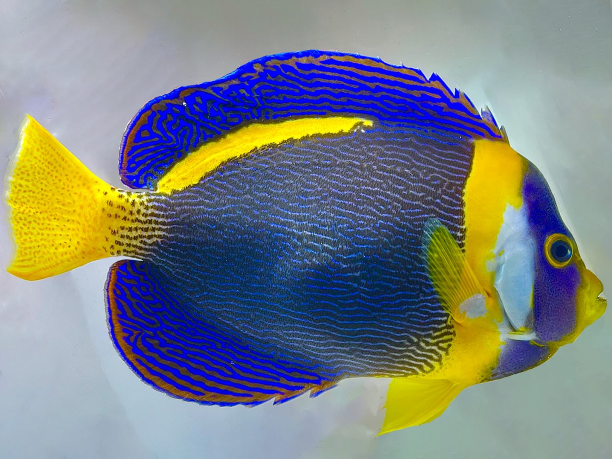 Scribbled Angelfish SHOW-2.jpg