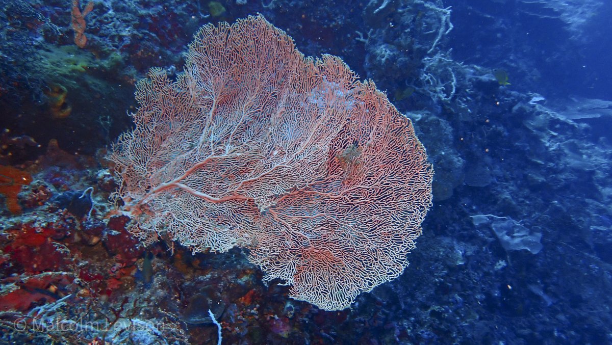 Sea Fan 1.jpg