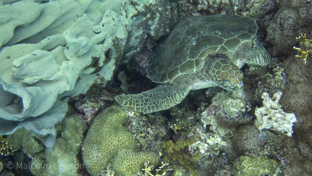 Sea Turtle 1.jpg