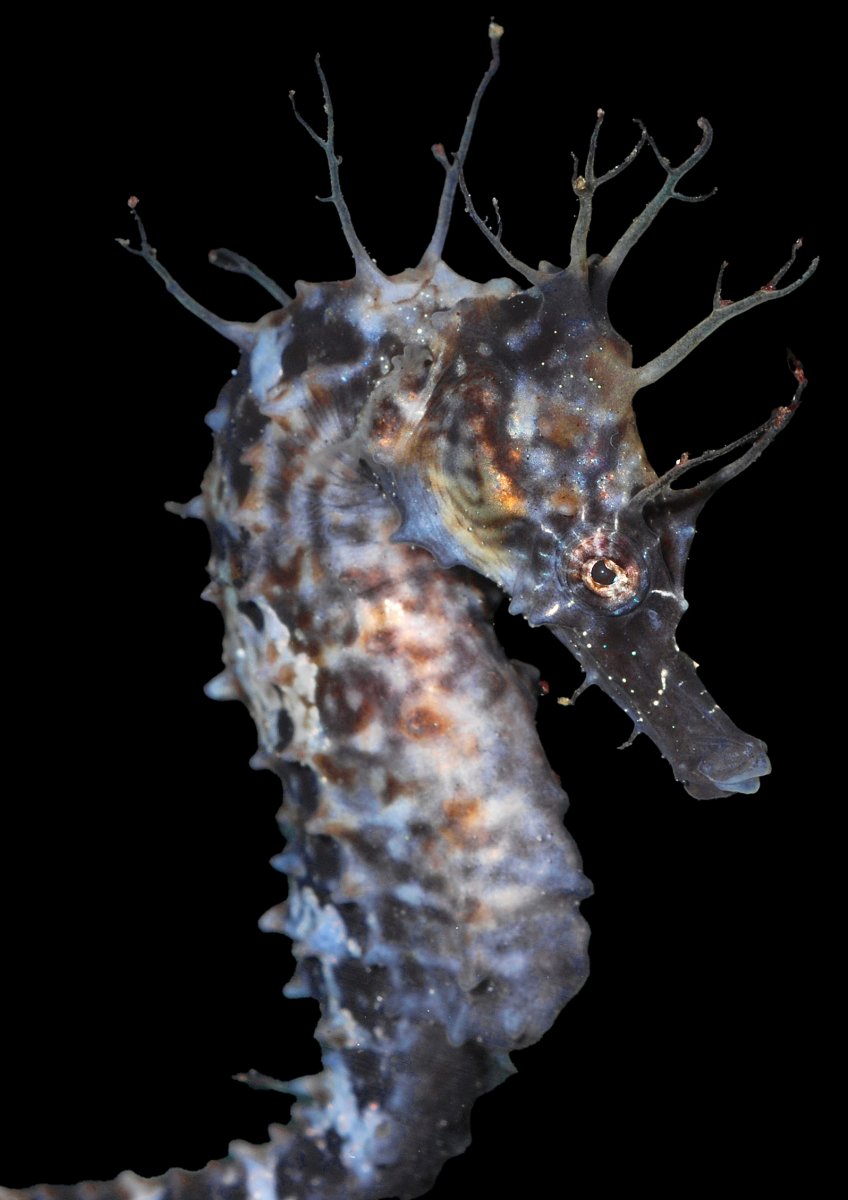 SEAHORSE (22).jpg