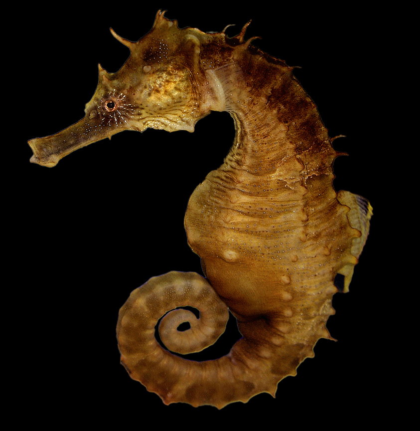 Seahorse.jpg