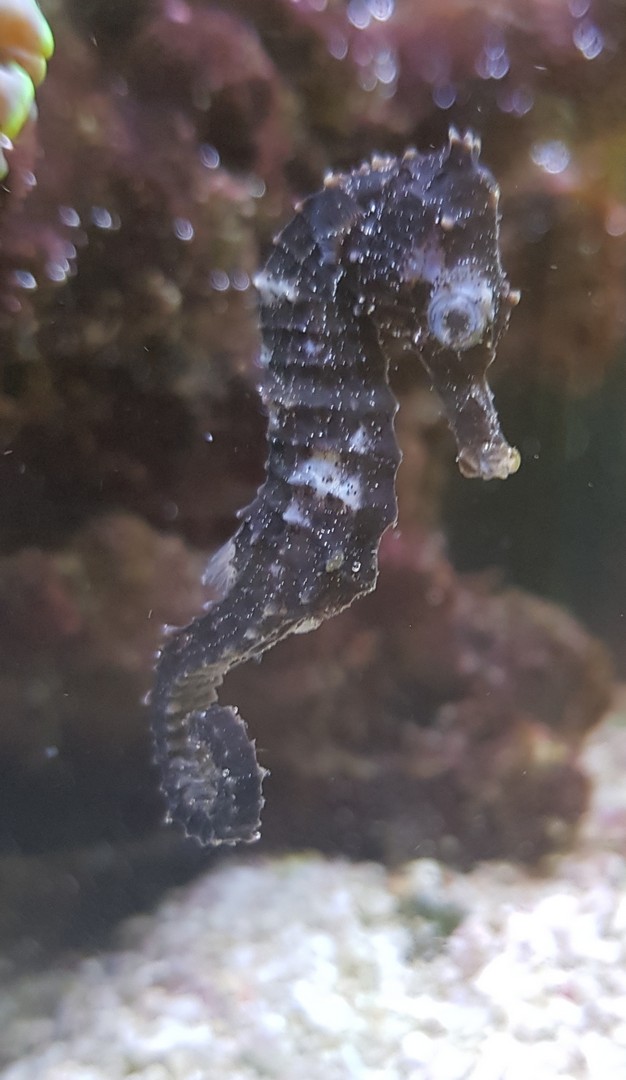 Seahorse01.jpg