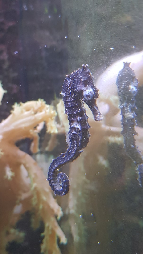 Seahorse02.jpg