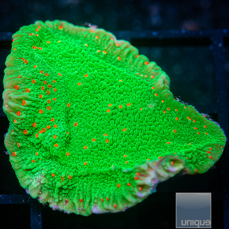 Seasons Greetings Montipora Chunk 79 46.JPG