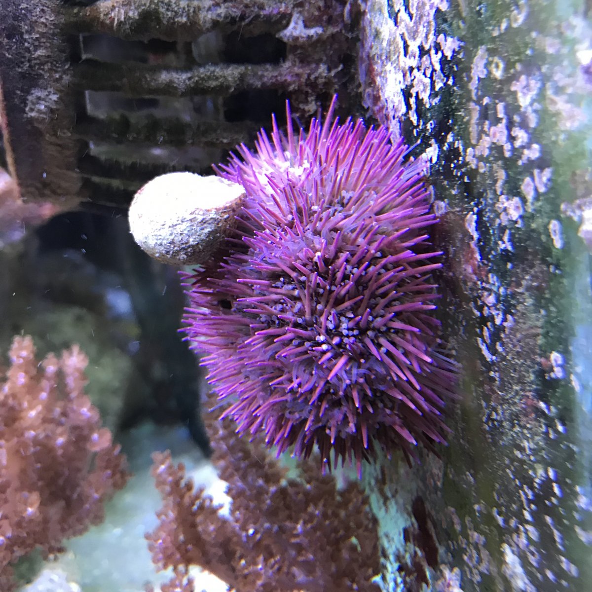 SeaUrchin2020041901.jpg