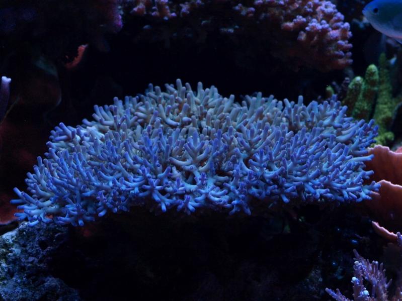 sep092009tankpic11a.jpg