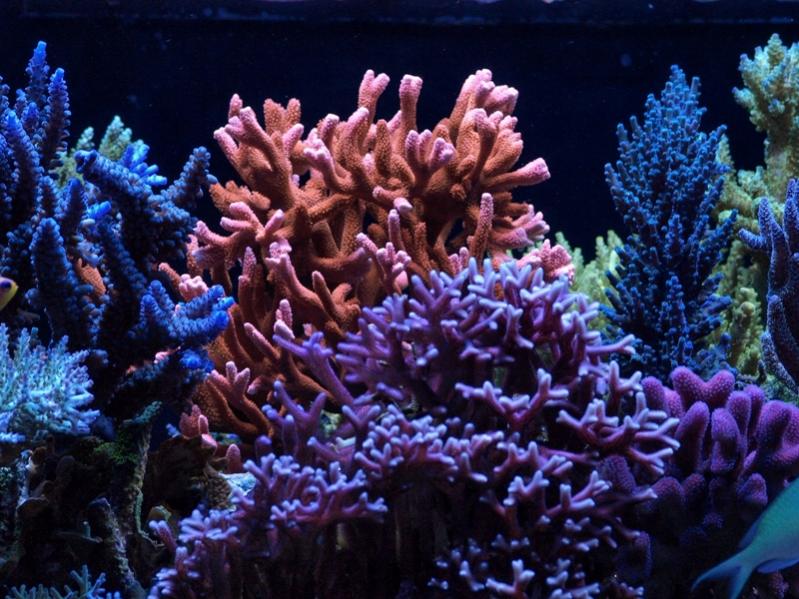 sept042010tankpic4a.jpg