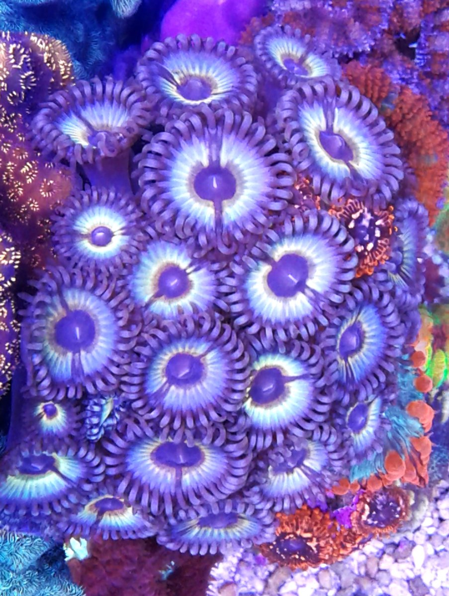 Shadow Prince Zoas_081822.jpg