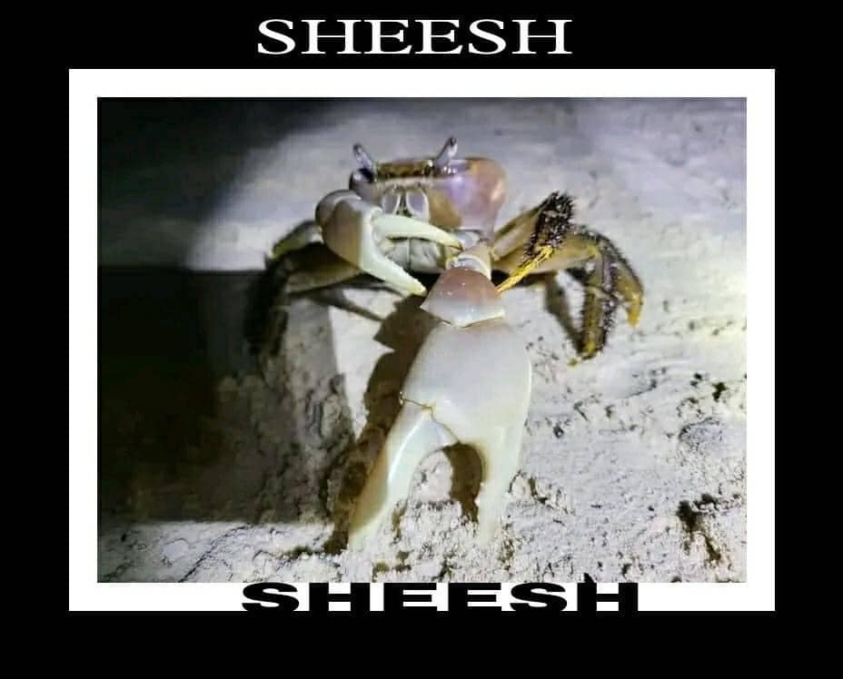 sheeshcrab.jpg