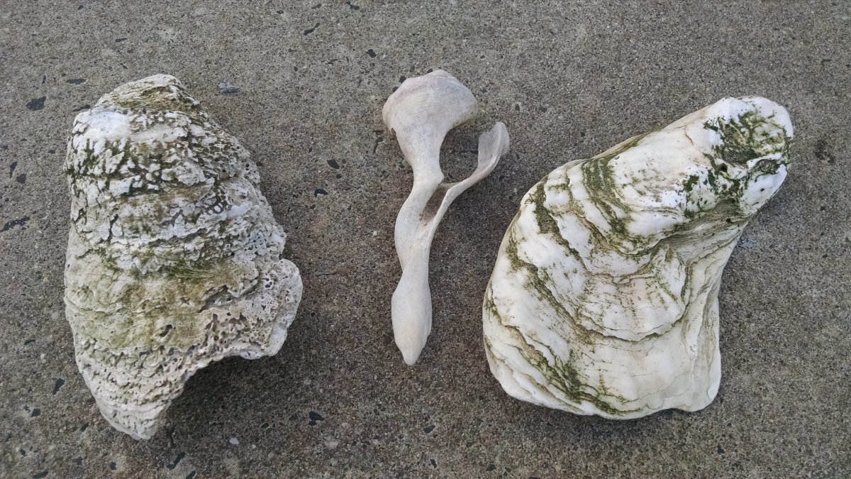 Shells South Amboy 061117.jpg