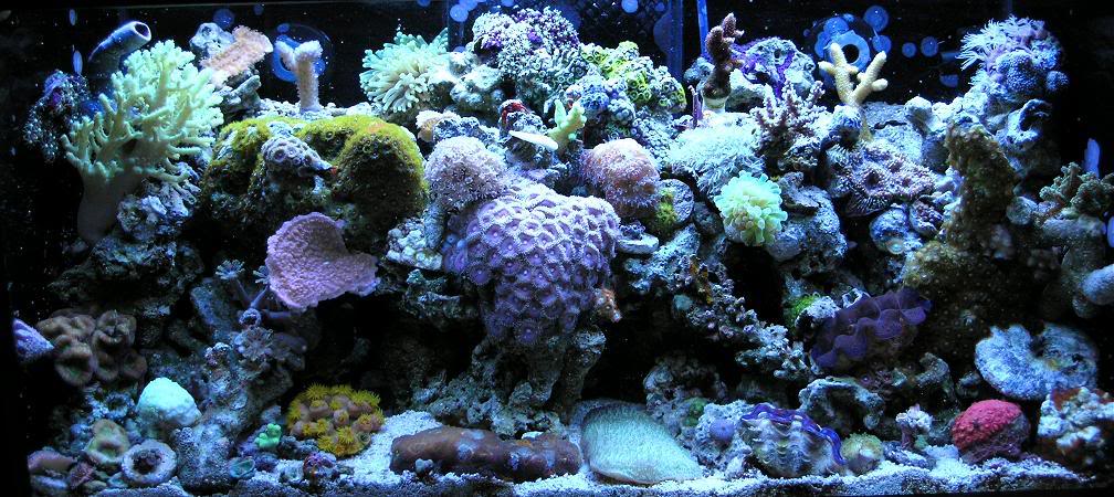 ShoeBoxReef1-07.jpg