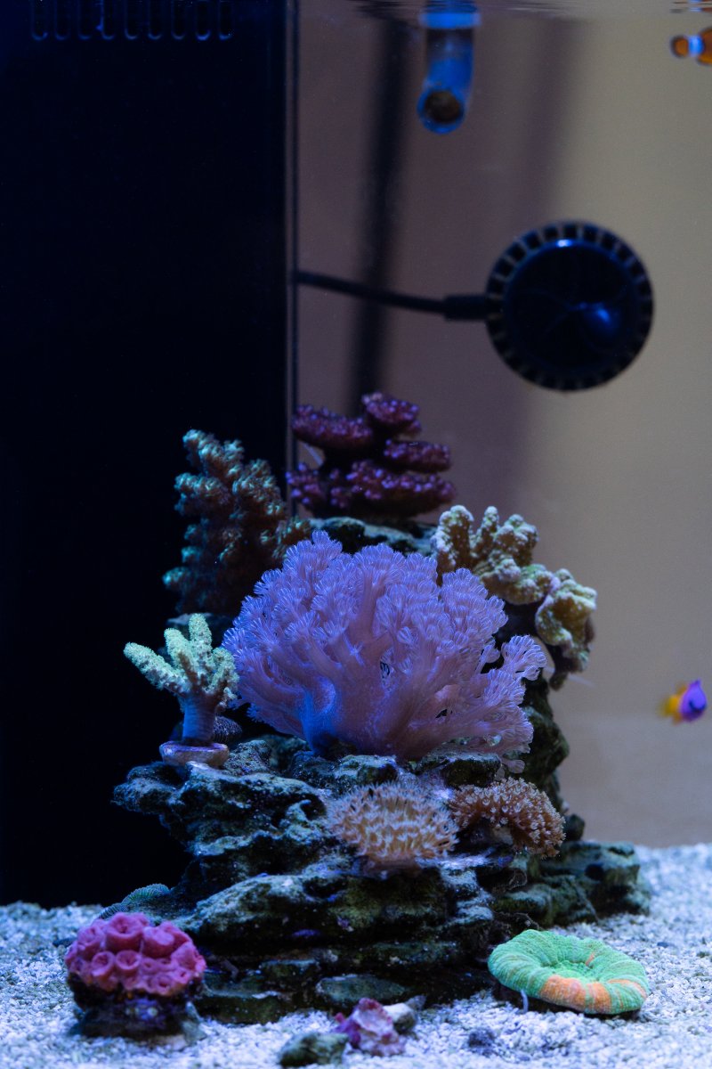 Side View ADA 60P Reef.jpg