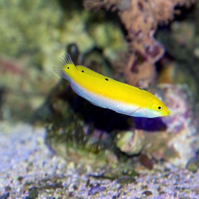 silver-belly-wrasse.jpg