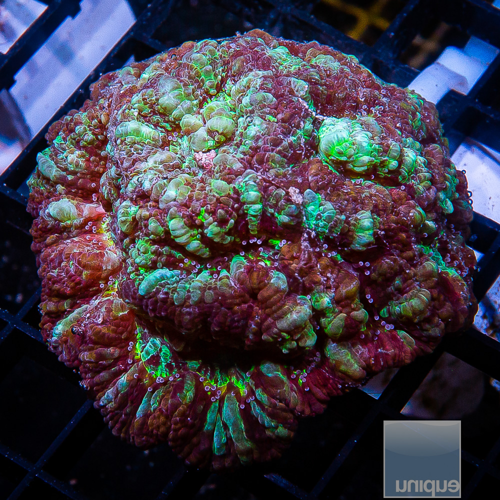 Simphyllia Wilsoni 89 56.JPG