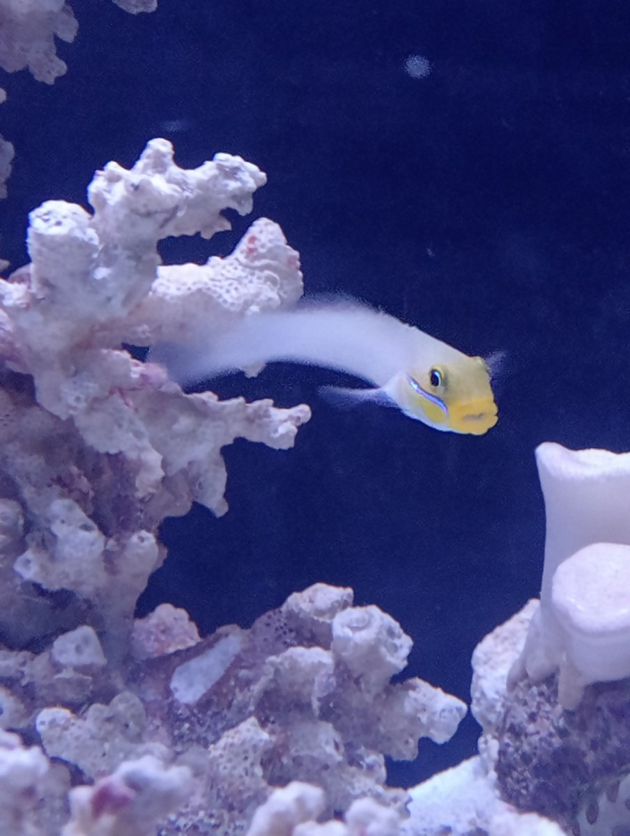 sleeper goby 1.jpg