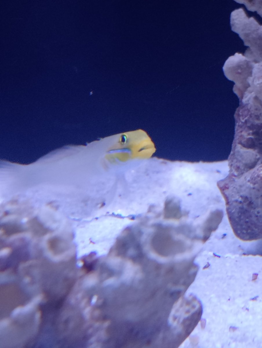 sleeper goby 2.jpg