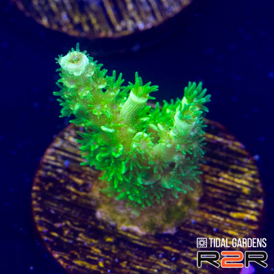 Slime Time Acropora Tenuis.jpg