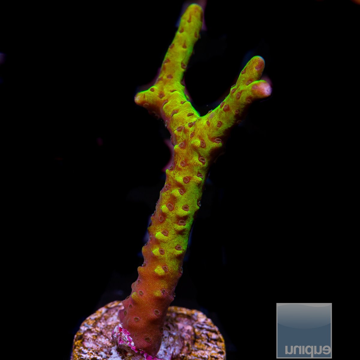 Slimeball Anacropora 49 22.JPG